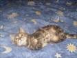 CUTE KITTENS,  12 weeks old,  1 Tabby Female,  3 Tabby....