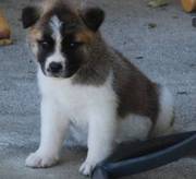 Akita puppy For Sale