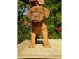 Dogue de Bordeaux puppies for sale