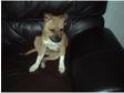 7mth old staffordshire bull terrier